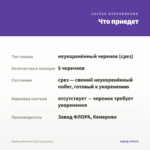 Вербена Wicked Purple (срезы/5шт) — что приедет