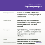 Вербена Wicked Purple (срезы/5шт) — параметры сорта