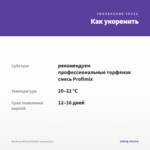 Вербена Wicked Purple (срезы/5шт) — как укоренить черенок
