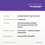 Вербена Wicked Purple (срезы/5шт) — что приедет