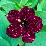 Петуния Alpetunia Burgundy sky от Завода ФЛОРА