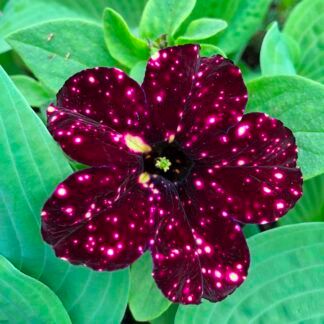 Петуния Alpetunia Burgundy sky от Завода ФЛОРА
