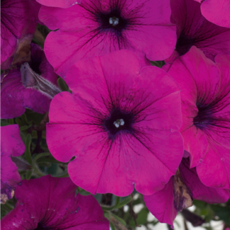 Петуния Alpetunia Dark Purple от Завода ФЛОРА