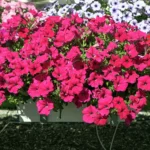 Петуния Alpetunia Hot Pink от Завода ФЛОРА