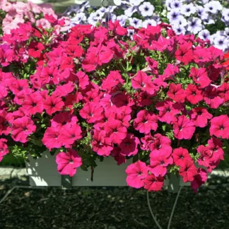 Петуния Alpetunia Hot Pink от Завода ФЛОРА