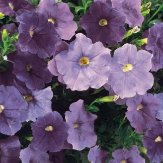 Петуния Alpetunia Light Blue 26 от Завода ФЛОРА