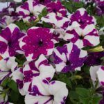 Петуния Alpetunia Purple white sky от Завода ФЛОРА