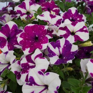 Петуния Alpetunia Purple white sky от Завода ФЛОРА