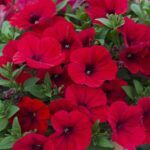 Петуния Alpetunia Red Velvet от Завода ФЛОРА