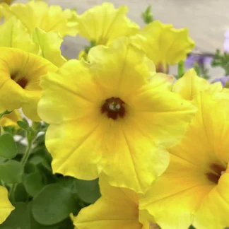 Петуния Alpetunia Yellow dark center от Завода ФЛОРА
