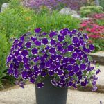 Петуния AlpeTunia GlacierSky от Завода ФЛОРА