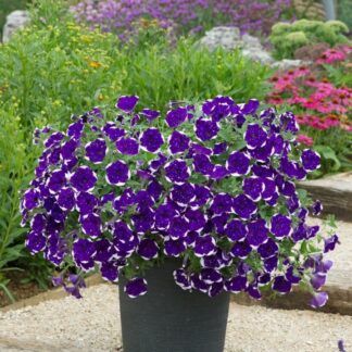 Петуния AlpeTunia GlacierSky от Завода ФЛОРА