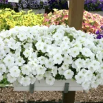 Петуния Alpetunia White от Завода ФЛОРА