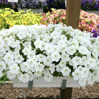 Петуния Alpetunia White от Завода ФЛОРА
