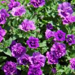 Петуния SweetSunshine Provence от Завода ФЛОРА