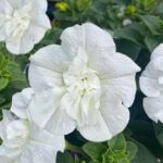 Петуния SweetSunshine Pure White от Завода ФЛОРА