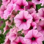 Петуния Spice Pearls Bright Pink от Завода ФЛОРА