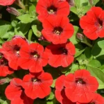 Петуния Spice Pearls Bright Red от Завода ФЛОРА