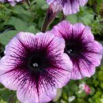 Петуния Spice Pearls Lavender Dark Eye от Завода ФЛОРА