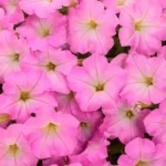 Петуния Spice Pearls Light Pink от Завода ФЛОРА