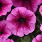 Петуния Spice Pearls Magenta Dark Eye от Завода ФЛОРА