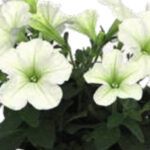 Петуния Spice Pearls White