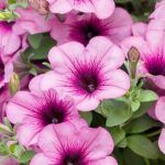 Петуния Famous Magic pink от Завода ФЛОРА