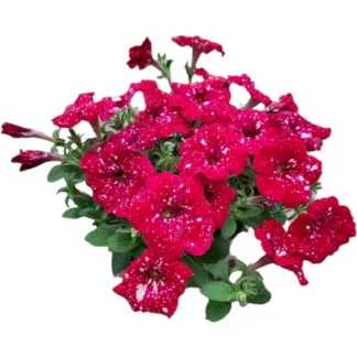 Петуния Cherry Red Sky от Завода ФЛОРА