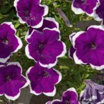 Famous Dark Violet Picotee ’20 от Завода ФЛОРА