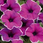 Петуния Famous Lilac Picotee от Завода ФЛОРА