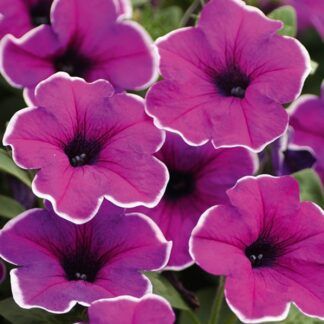 Петуния Famous Lilac Picotee от Завода ФЛОРА