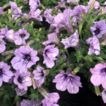 Петуния Lavender Sky от Завода ФЛОРА