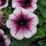 Famous Violet Dark Eye ’23 от Завода ФЛОРА