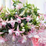Фуксия Bella Fuchsia Sophia от Завода ФЛОРА