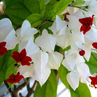 Клеродендрум Томпсона (0,1л)
