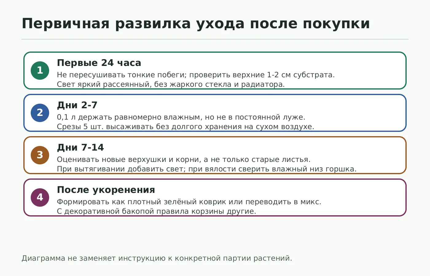 Схема ухода за Бакопой Монье в первые 14 дней после покупки