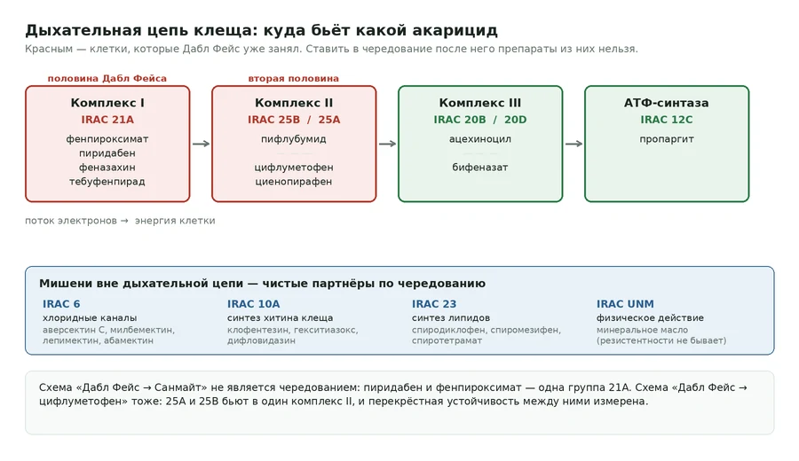 Схема дыхательной цепи митохондрии клеща с указанием групп IRAC 21A, 25A, 25B, 20B и 12C и соответствующих акарицидов