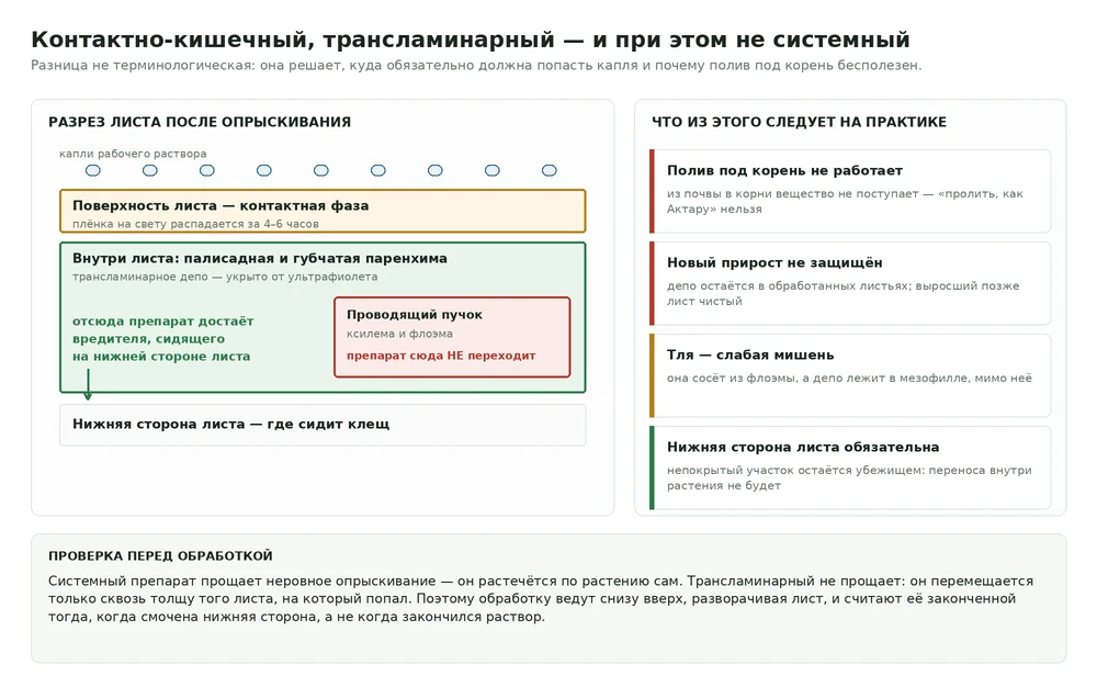 Схема разреза листа: поверхностная плёнка препарата, трансламинарное депо в мезофилле и проводящий пучок, куда препарат не переходит