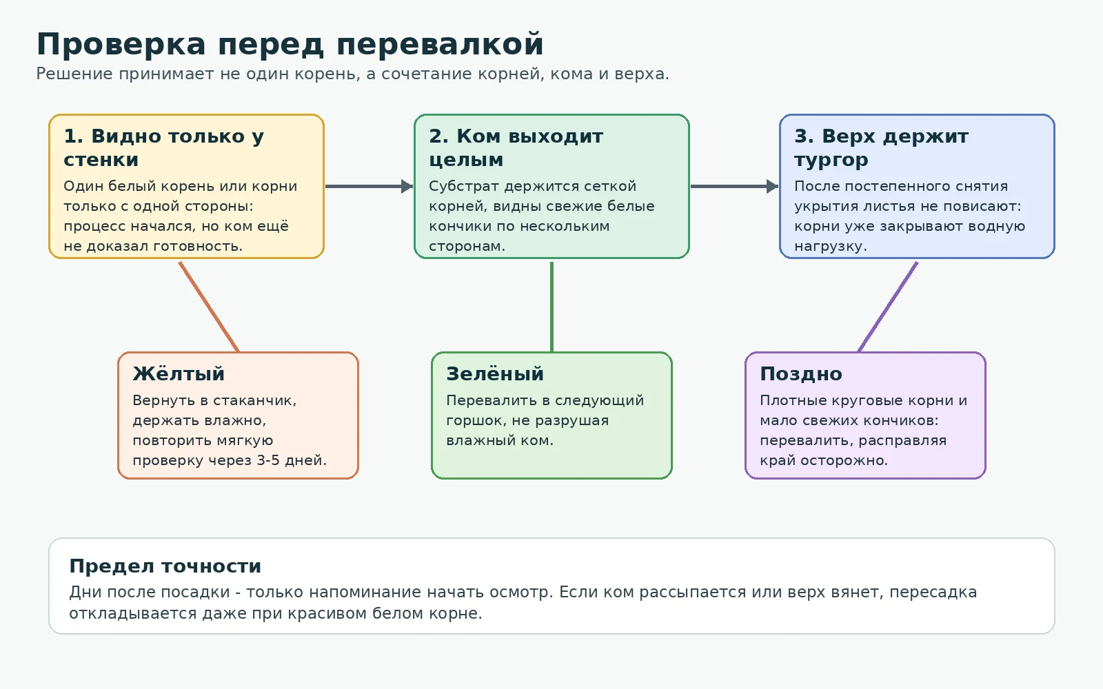 Дерево решения перед перевалкой черенка по корням, целостности кома и тургору верха