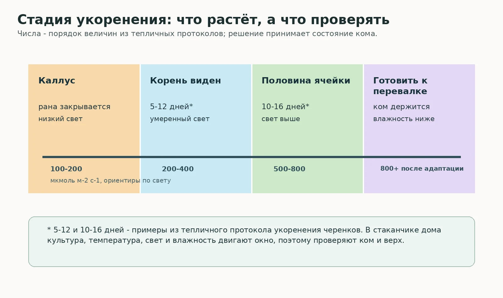 Схема стадий укоренения от каллуса до подготовки к перевалке с примерными световыми диапазонами
