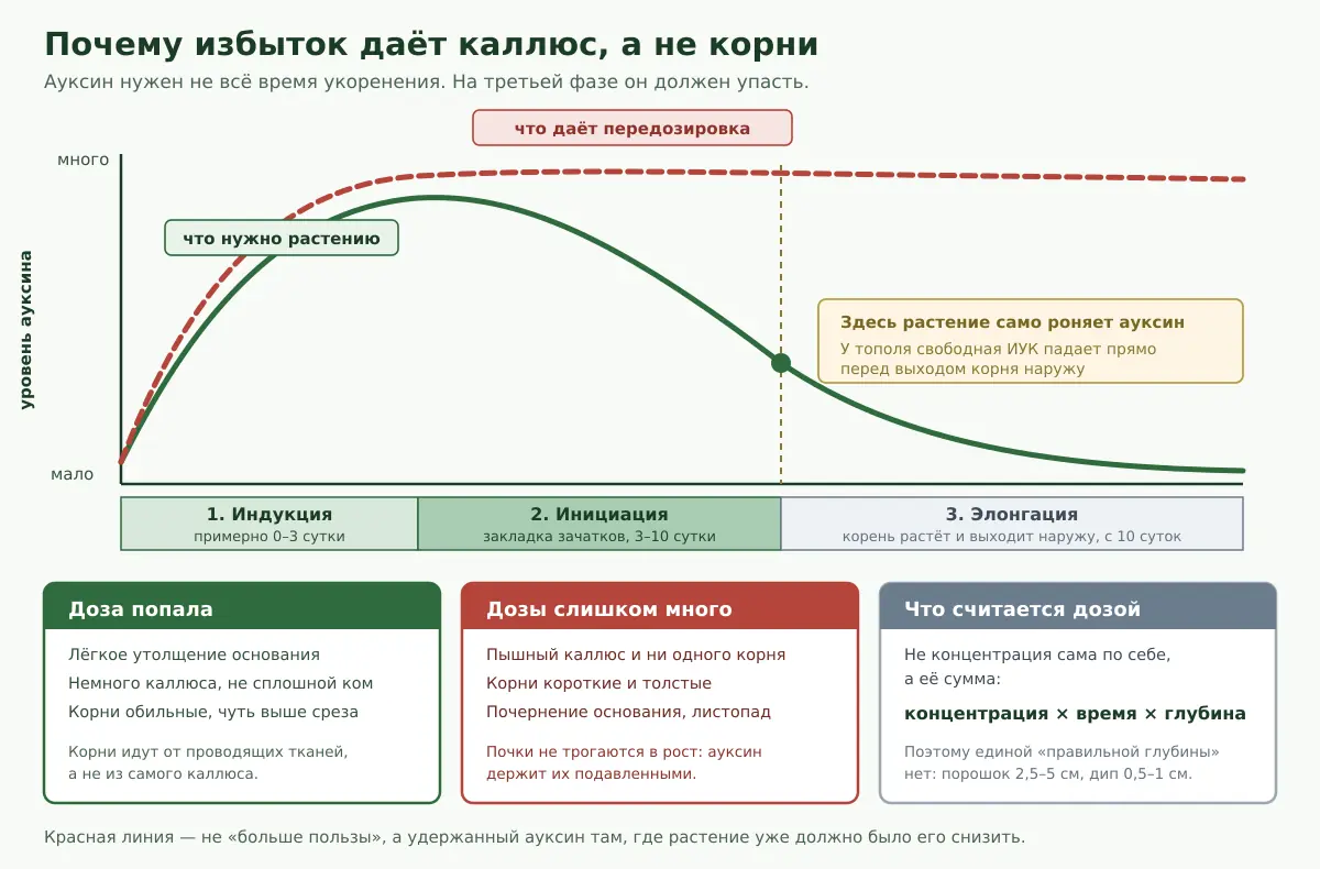 График трёх фаз корнеобразования: кривая необходимого уровня ауксина растёт и падает, кривая передозировки остаётся высокой и тормозит рост корня