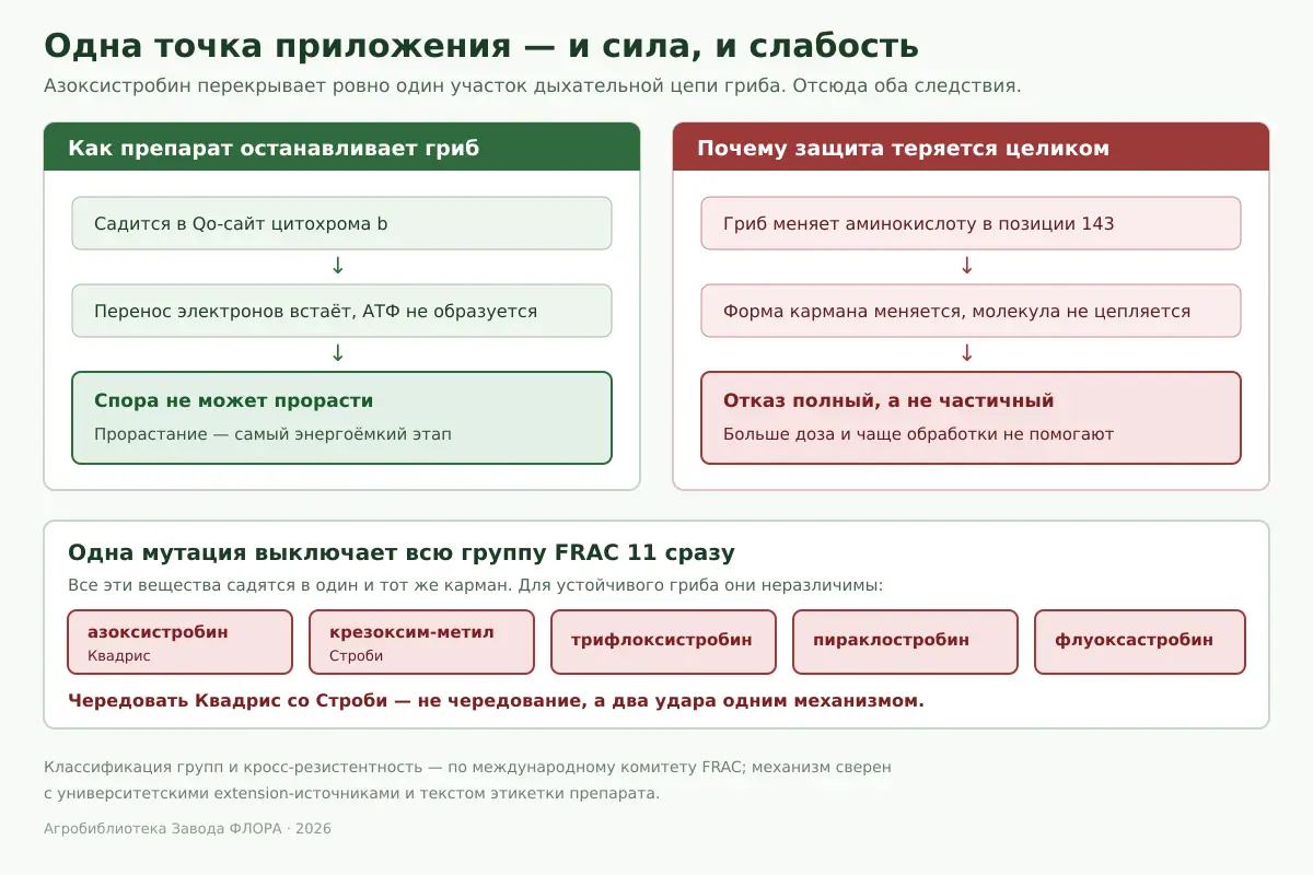 Схема механизма действия азоксистробина в Qo-сайте цитохрома b и схема возникновения резистентности через мутацию G143A с перечнем веществ группы FRAC 11