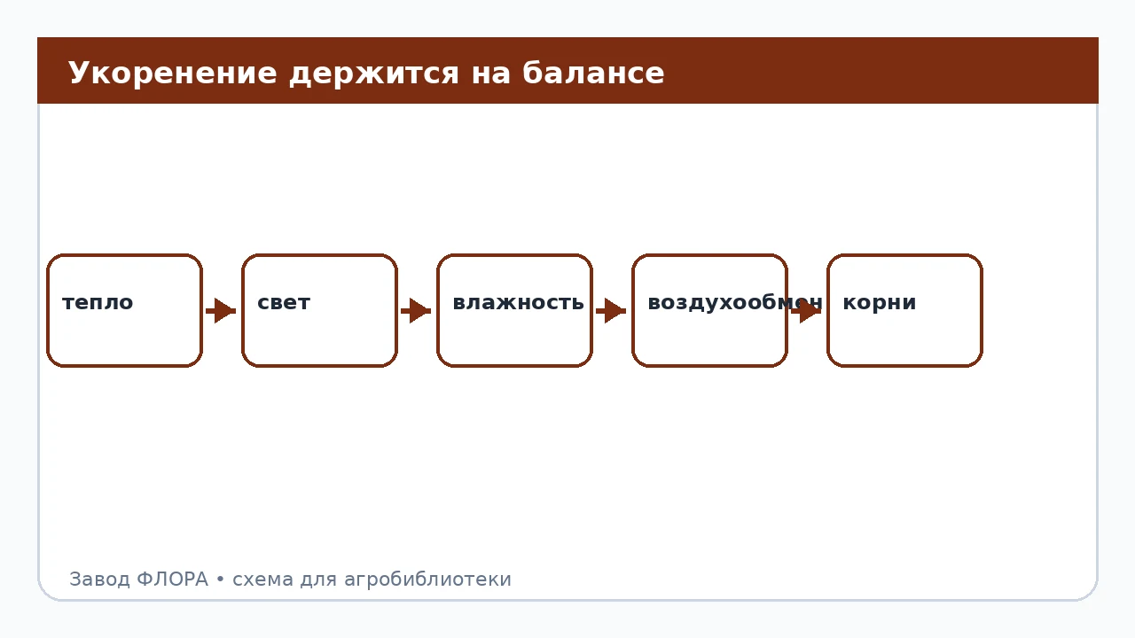 Укоренение держится на балансе