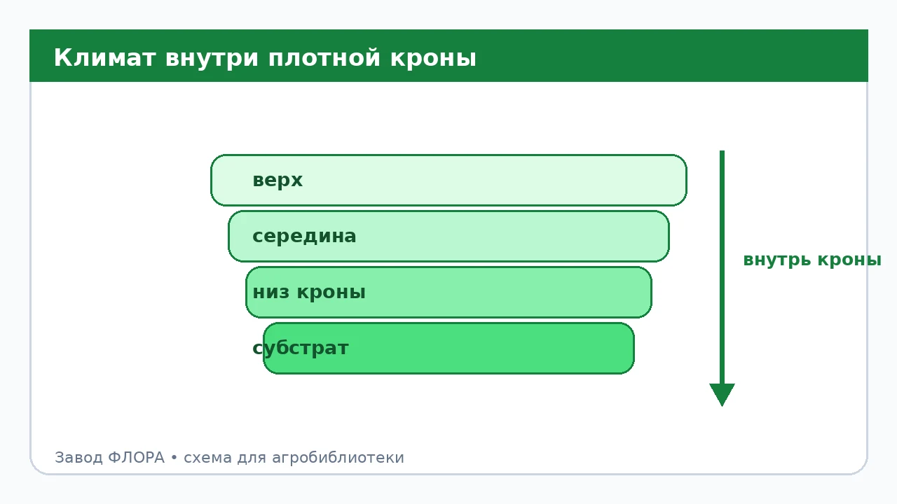 Климат внутри плотной кроны