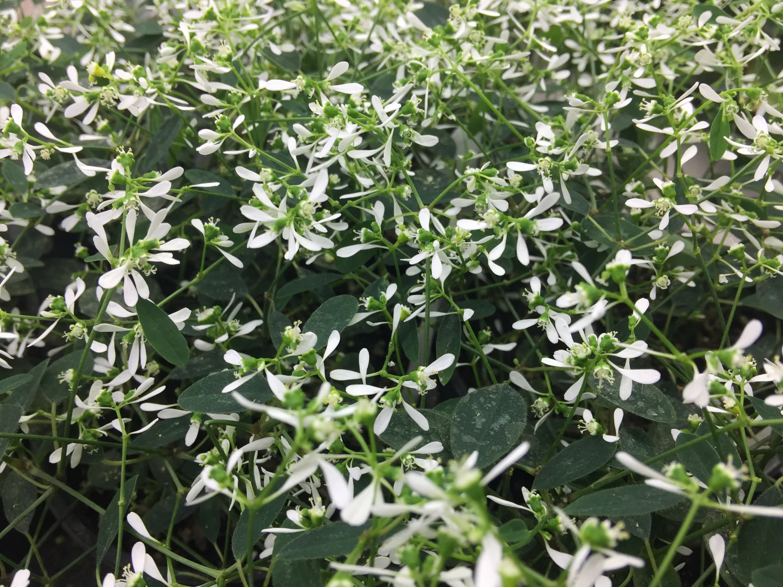 Обильно цветущая euphorbia hypericifolia с характерными белыми прицветниками и мелкими зелёными циатиями. Растение образует плотный ковёр из тёмно-зелёных листьев и изящных белых соцветий. (Euphorbia hypericifolia)