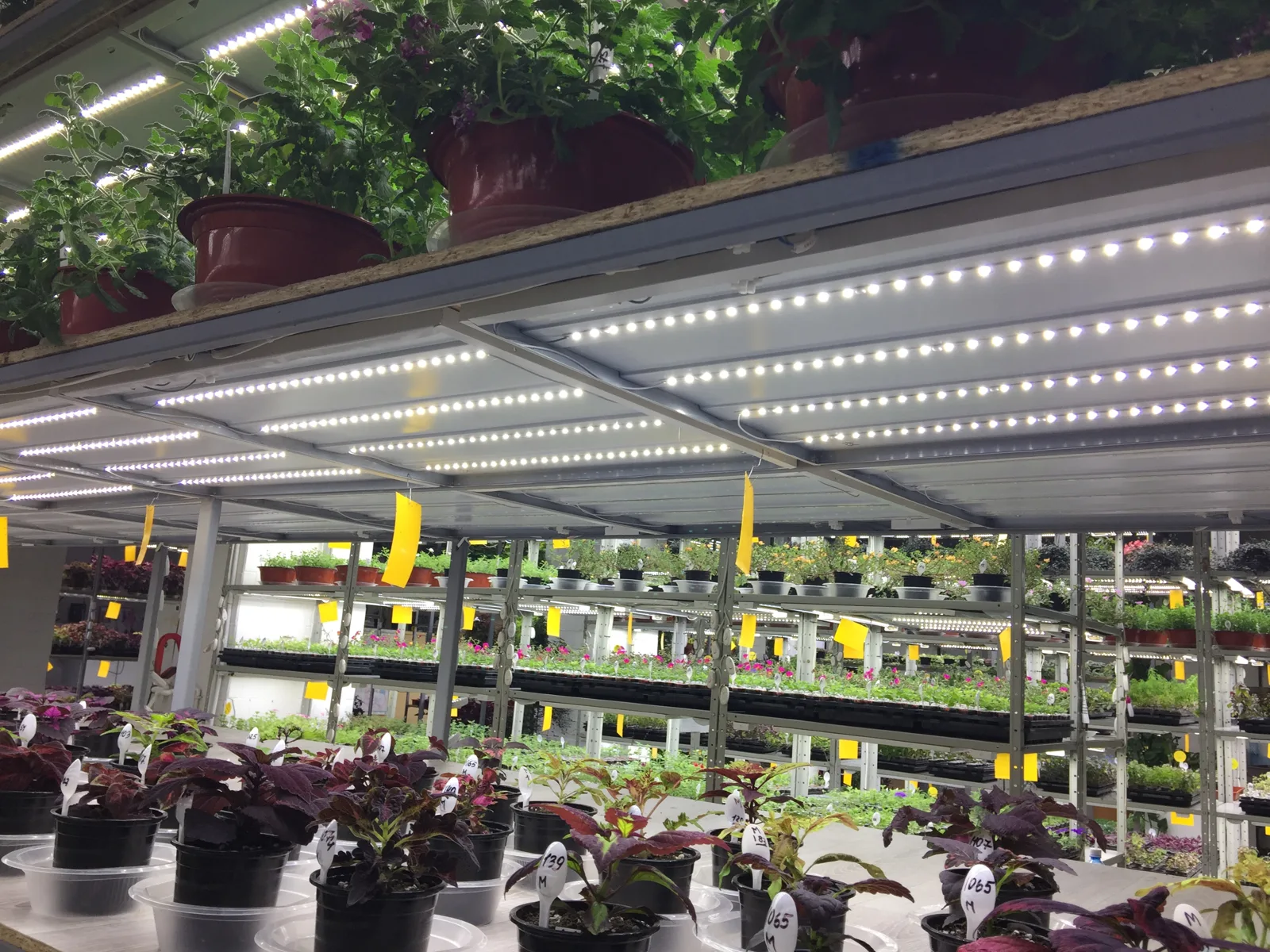 Многоярусные стеллажи с LED-досветкой в производственной теплице питомника: на переднем плане горшечные колеусы с бордово-зелёной листвой, на полках — рассада петунии и других однолетников. Жёлтые клеевые ловушки свидетельствуют о профессиональной системе фитосанитарного контроля.