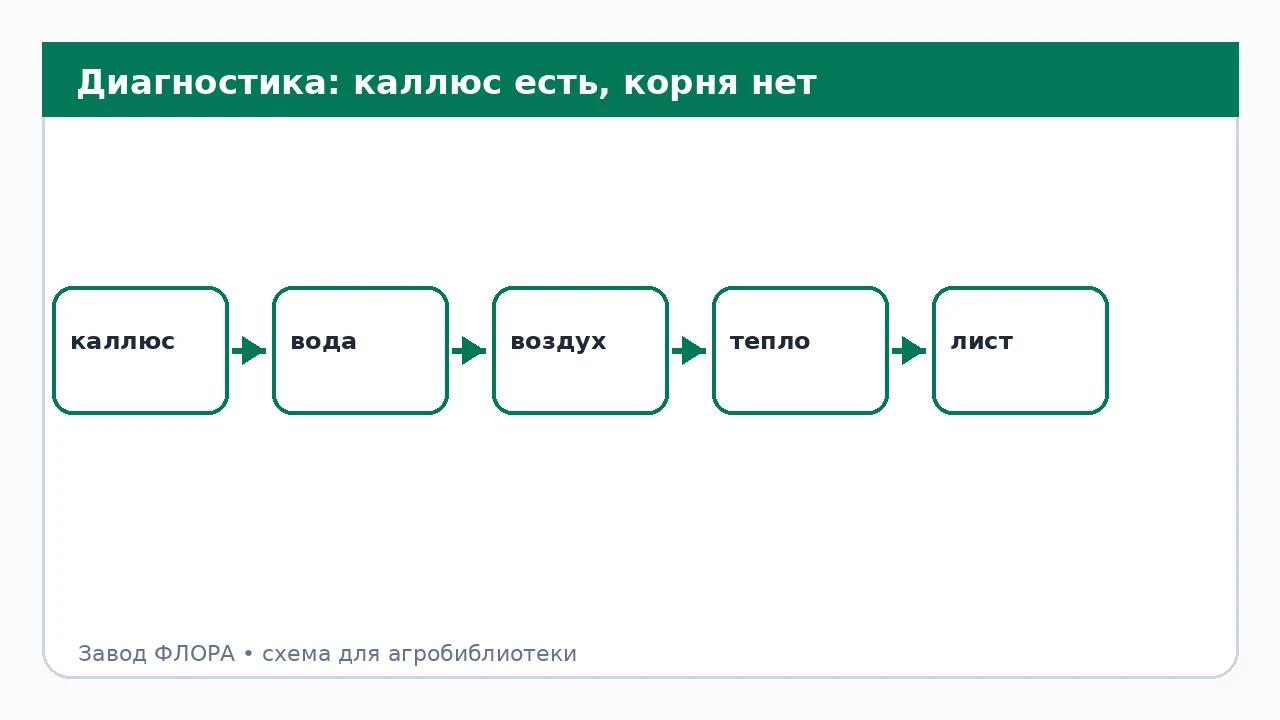 Диагностика: каллюс есть, корня нет