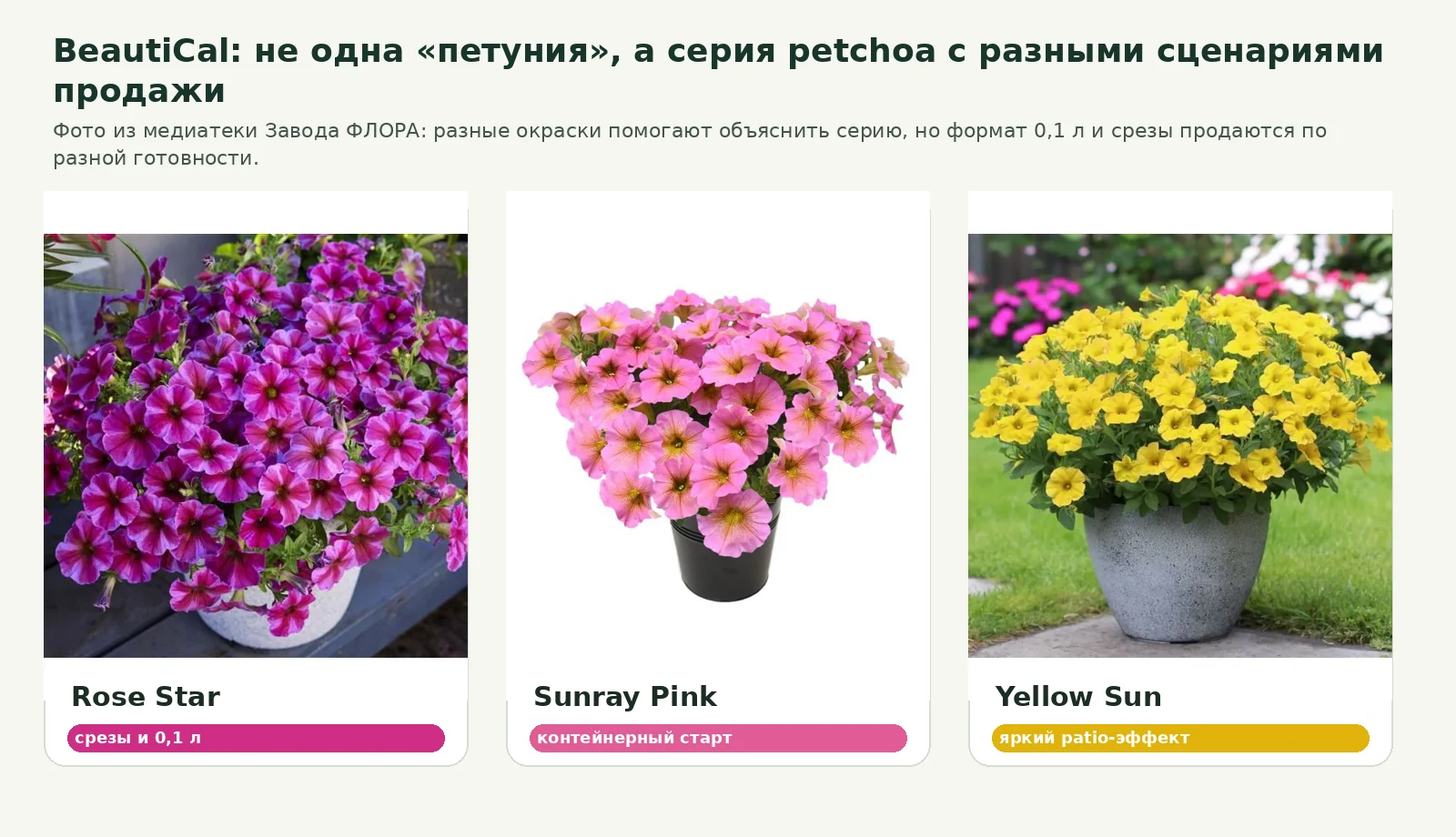 Ассортимент петхоа BeautiCal: Rose Star, Sunrey Pink и Yellow Sun в витринной подаче