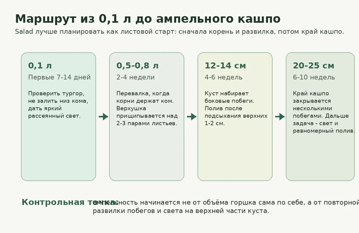 Маршрут доращивания Плектрантуса Форстера Salad от 0,1 л до ампельного кашпо