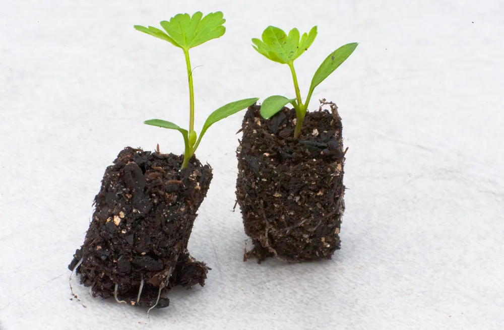 Plug seedlings ready for transplanting from a dense tray format into a 72-cell tray.